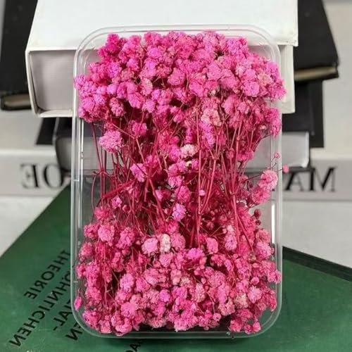 Rosa Getrocknetes Schleierkraut Trockenblumen Zum Basteln - 20 Stück Trockenblumen Klein Baby’s Breath Blumen Deko Echte Natur, für DIY, Hochzeitsdeko, Haarschmuck, Wohnkultur, Hause Grußkarte