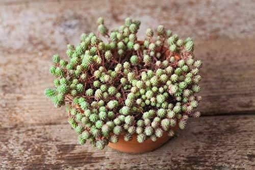 Sedum hispanicum (Spanish Stonecrop) 70 Seeds, Succulent Seeds
