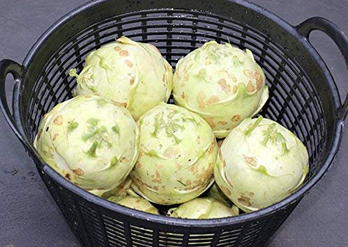 25 Semi Cavolo Rapa Kossak