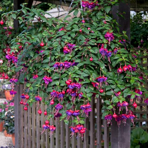 Bedwen Fuchsia 'Dark Eyes' Plug Plant x4 – Trailing Variety with Violet & Red Flowers for Hanging Baskets