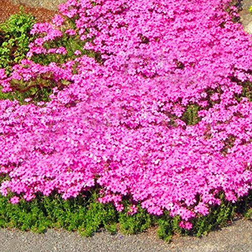 Benoon Semi di crescione roccioso, 500 pezzi/borsa Semi di crescione roccioso Facile da coltivare Copertura del terreno Fiore Semi di piante da pascolo multicolore per prato Pink