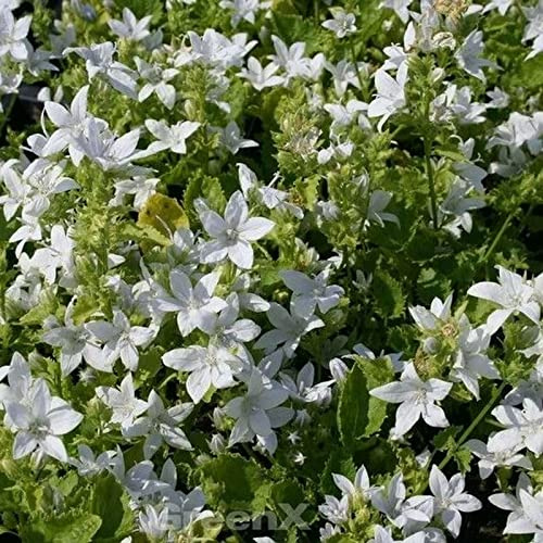 Glockenblume Silberregen - Campanula poscharskyana - lebende Gartenpflanze aus den Baumschulen