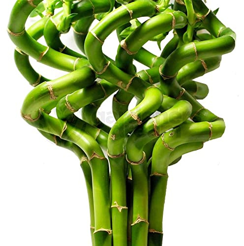 Lucky Bambou 30 cm - 5 tiges spiralées - Plante d'intérieur en pot Rebord de fenêtre