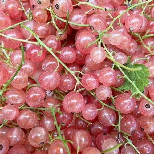 Semi di uva spina, balcone semi di carambola fresca semi di ribes, esotiche colonnari da balcone resistenti 250pcs