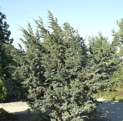 Blauzeder Wacholder 25-30cm - Juniperus squamata - lebende Gartenpflanze aus den Baumschulen