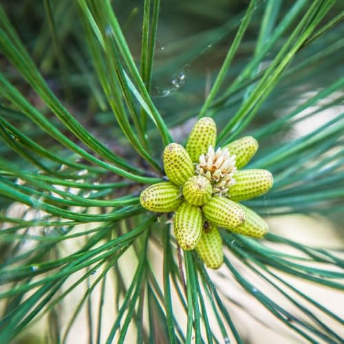 Pinus mugo 'Varella' | Unique Dwarf Mountain Pine | Evergreen Ground Cover Conifer | Hardy & Low Maintenance | Ideal for Rockeries & Borders - 1x 7.5 (40cm) Litre Potted Plants by Thompson & Morgan