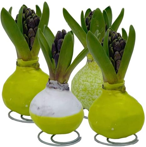 Hyazinthe in Wachs, Wachs und Blüte zufällig, grün, 4 Stück