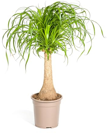 Elefantenfuß Beaucarnea Recurvata – Zimmerpflanze – Ø21cm – 60-80cm Höhe – Trockenheitsverträglich & pflegeleicht