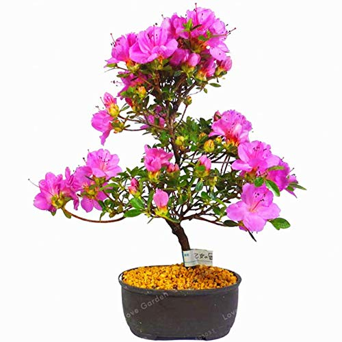 100 Pcs Rare Bonsai Azalea Graines Vivace Fleur Graines Belles Plantes Graines De Fleurs Couverture Fleur Bonsaï Diy Plante Maison Jardin