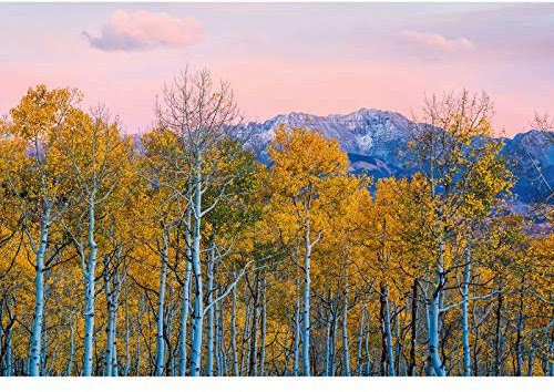 Birken Tapete mit Bergen | Natur Fototapete mit Birkenwald vor Bergpanorama | Romantische Vlies Fototapete mit Bäumen und Berglandschaft in Rosa Gold