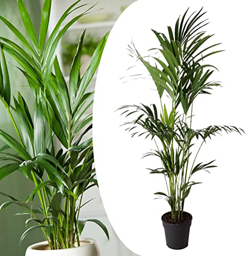 Plant in a Box - Kentia Palmier XXL - Howea Forsteriana - Plante verte interieur vivante - Purifiante - Pot 24cm - Hauteur 150-170cm