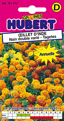 Graines d'Oeillet d'Inde Nain Double Varié - Tagettes - 1,5 grammes