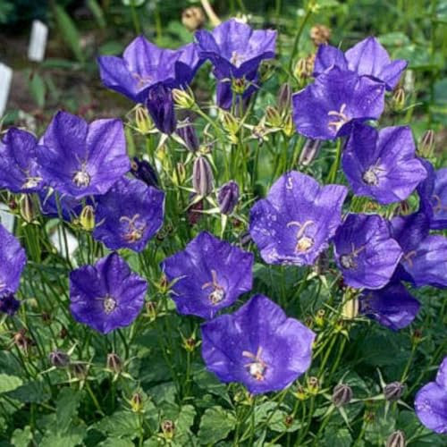 6 x Campanule 'Kent Belle' - Campanula - Godet 9x9cm - Grandes fleurs bleu profond