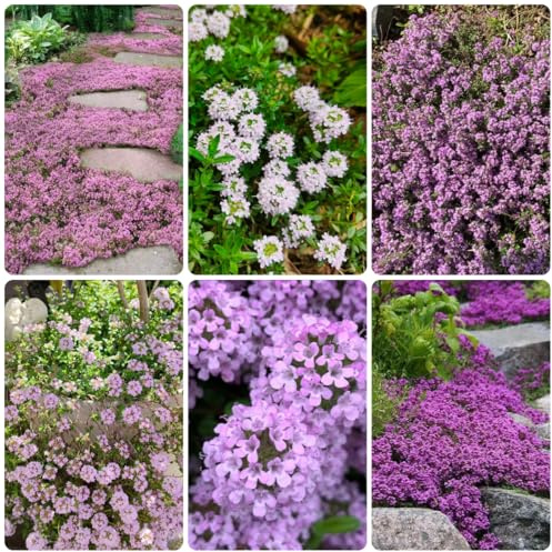 semi di timo, perenne resistente tappezzante timo serpillo selvatici da balcone primaverili, resistenti, decorazione da giardino 2000pcs