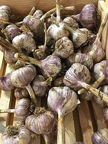 Live Seeds Spanish roja 12 Garlic Seeds Clove, Wight Garlic Cloves/from 2 Bulbs/Planting Now 2021-22