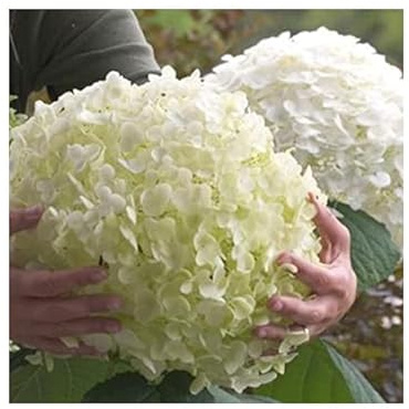 New 300pcs Hydrangea Flowers Seeds White Generic