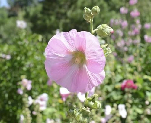 100 graines de fleurs de rose trémière fraîches et neuves