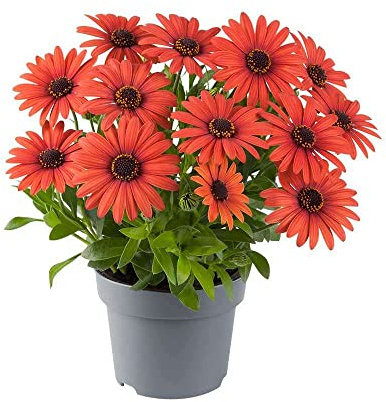 DECOALIVE Margarita Dimorfoteca con Flores Rojas Planta de Exterior con un Color Impresiote