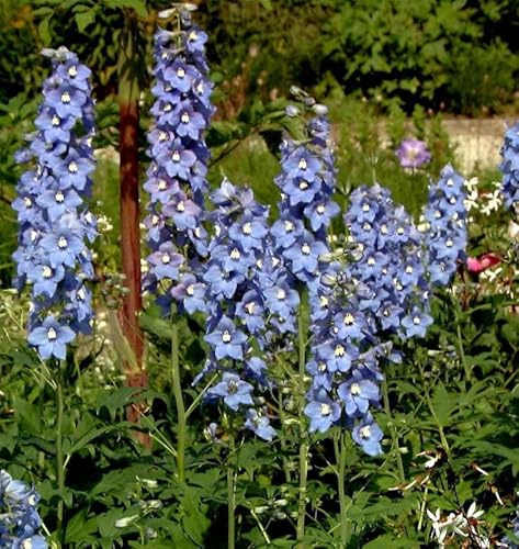 Hoher Rittersporn Berghimmel - Delphinium elatum - lebende Gartenpflanze aus den Baumschulen