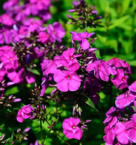 Hohe Flammenblume Düsterlohe - Phlox Paniculata - lebende Gartenpflanze aus den Baumschulen