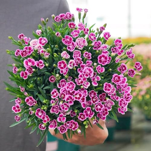 semi di garofano perenni resistenti - pascolo giardino roccioso balcone aiuola rialzata decorazione 400pcs