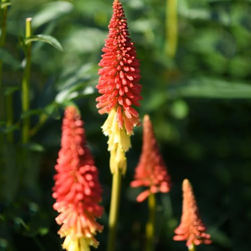semi di giglio torciaresistente - balcone resistenti rare primaverili, per giardini rocciosi, 25pcs