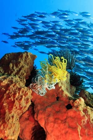 adrium Acryl-Bild 80 x 120 cm: Federsterne auf der Koralle. Fische im Hintergrund (15878118)