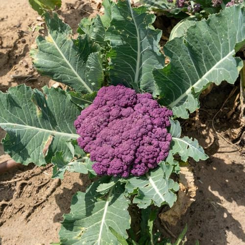 semi di cavolfiore biologici, giardino resistenti perenni interno, decorazione 35pcs