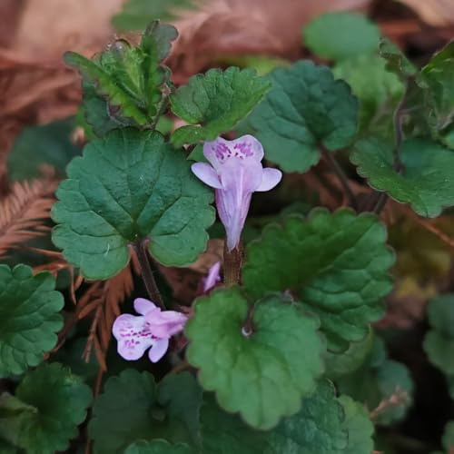 semi di edera terrestre serre balcone selvatiche per giardinieri: semi di esotiche balcone biologici, bomboniere Decorazioni giardino per 100semi