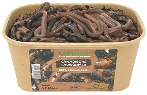 50 Stück Kanadische Tauwürmer | 100% kompostierbare Köderdose - Angelköder - Lebendköder - Tauwürmer - Würmer lebend (Lumbricus terrestris)