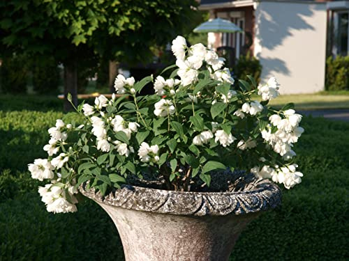Gartenjasmin `Little White Love´, Philadelphus coronarius, 30-60cm im 3-Liter Topf