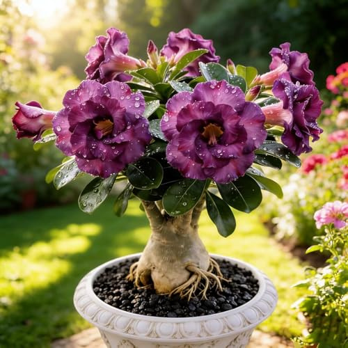 Adenium Viola, Pianta Succulenta Esotica Ornamentale con Fiori Intensi per Casa, Balcone e Giardino
