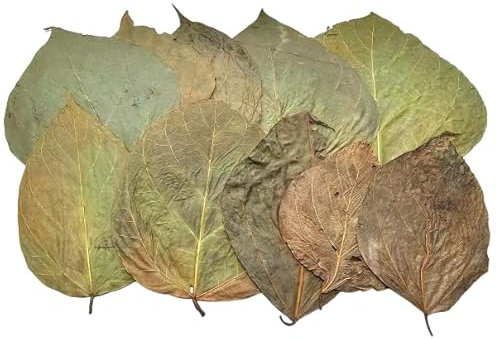 Generisch Dadap-Blätter 10 Stück - Futter für Garnelen, Krebse, Schnecken und Saugwelse