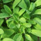 80 semillas de salvia fresca verde
