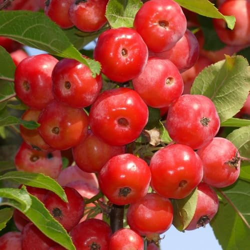 Malus (Crab Apple) 'Red Sentinel' Tree – White Spring Blossom, Red Autumn Fruits, Wildlife Friendly & Ideal Pollinator – Great for Jelly Making – 2x 5 Litre Pots by Thompson and Morgan