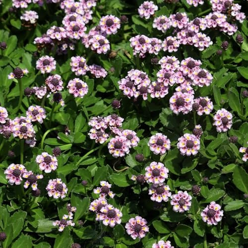 verbena velenifera strisciante giardino resistenti semi di balcone per la con giardino di d'appartamento 350semi