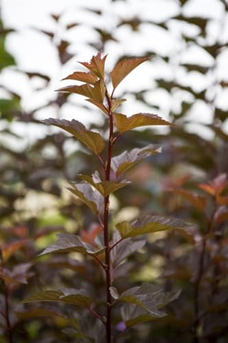 Blasenspiere Physocarpus opulifolius Amber Jubilee 60-80 cm winterhart