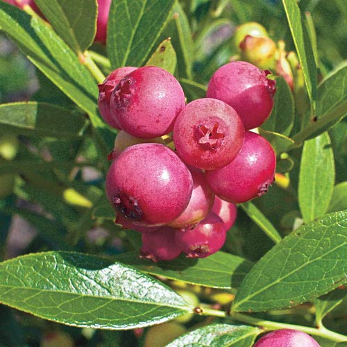MIRTILLO ROSA PINK LEMONADE VASO 1,5 LITRI PIANTE DUE ANNI