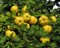 Quitte Cydonia oblonga Pflanze 45-50cm Quittenbaum echte Quitte Obstbaum Rarität