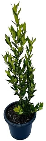 Laurel Árbol XL Natural Planta de Poco Riego Ideal para Jardines