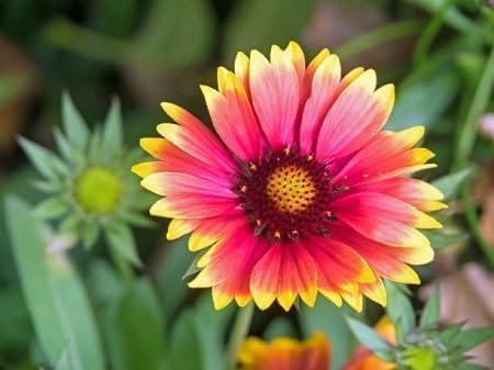 Gaillardia Flower Seeds 100pcs Mixed