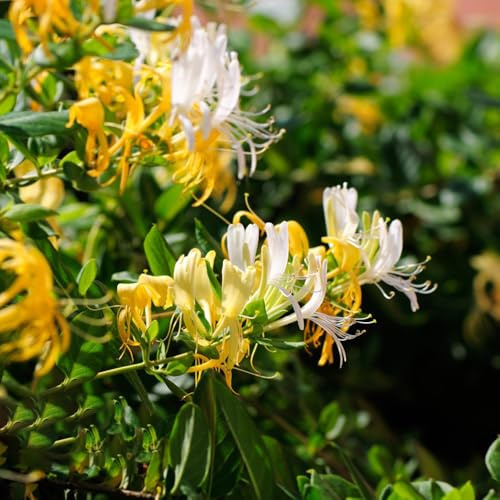 geißblatt bonsai topf blumendeko immergrüne dachbegrünung blumengarten dekopflanze schmetterlingsflieder balkongewächshäuser topfpflanzen echt blumenbeet blühende rankpflanzen 850samen