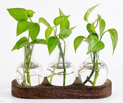3-Bulb Glass Plant Propagation Station with Wooden Stand, Plant Cutting Vase, Hydroponic Rooting Display for Indoor Plants