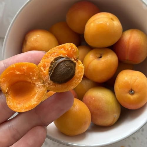 semi nani di albicocca, esotici biologici rare resistenti per il giardino alla fresca 3pcs