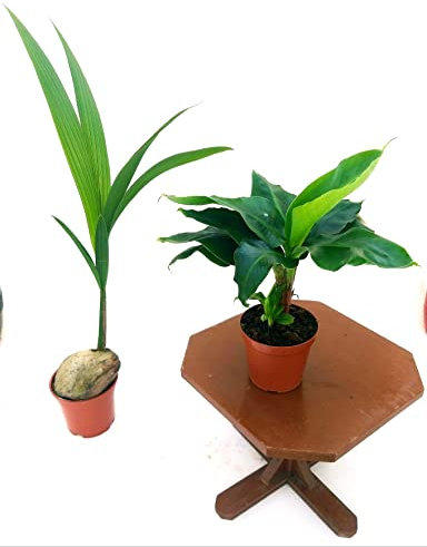 POWERS TO FLOWERS - PIANTA DEL COCCO, COCOS NUCIFERA, VASO 16 CM DIAMETRO, ALTEZZA 100/110CM, e PIANTA DEL BANANO VASO 12CM DIAMETRO, piante vere