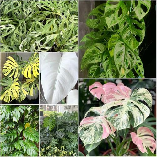 semillas de monstera de bonsái interior sala estar invernadero jardín interior, balcón Monstera 120pcs