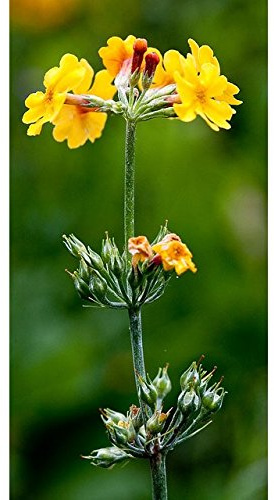 Kandelaber Nachtkerze Samen gemischt - Primula Candelabra Hybr.
