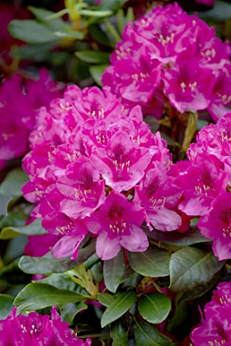 Rhododendron Nova Zembla 50-60 cm Zierstrauch winterhart immergrün