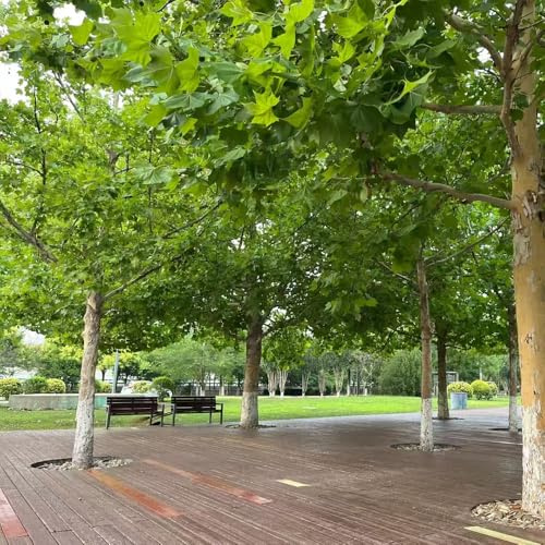 Platanus orientalis arredamento del soggiorno decorazioni da giardino per esterni semi di giardino resistente sempreverdi da balcone resistenti in vaso esterno 350semi
