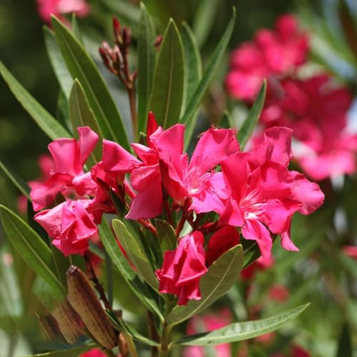 Nerium oleandro arredamento del balcone del soggiorno semi di oleandro rampicanti da balcone primaverili da appartamento sempreverdi decorazioni giardino per 22semi